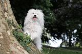 BICHON BOLONAIS 032